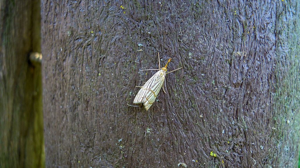 Chrysocrambus craterellus (Crambidae)